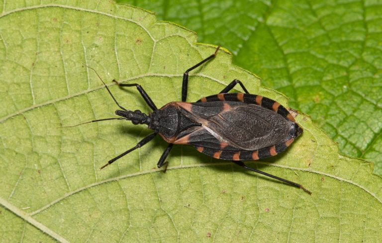 Inseto conhecido como barbeiro sobre folha, principal transmissor da Doença de Chagas, associada à infecção pelo parasita Trypanosoma cruzi.