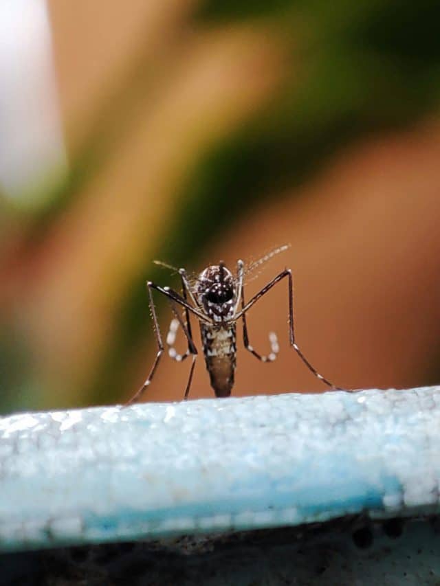 Mosquito Aedes Aegypti pousado sobre uma superfície, em destaque, transmissor de doenças como dengue, zika e chikungunya.