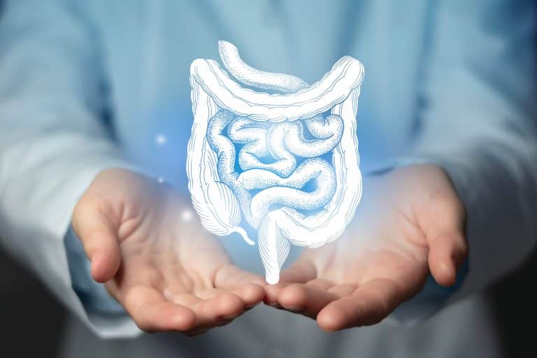 Mãos abertas sustentando uma ilustração do intestino humano em destaque, representando informações sobre câncer colorretal, seus sintomas, causas e tratamento.